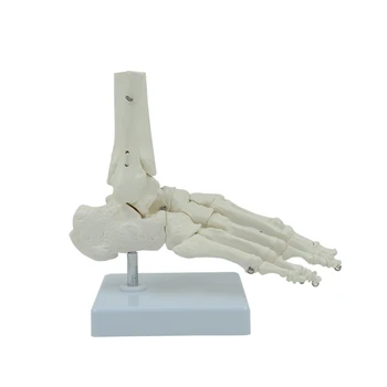 Медицинская Модель Стопы и Лодыжки G5AA В Натуральную Величину Анатомический Скелет Кости для