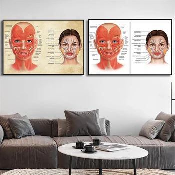 Плакат с анатомией лица, отпечатки лицевых мышц и вен, Картина на холсте, Настенное искусство, Пластический хирург, Наука, медицинский Домашний декор